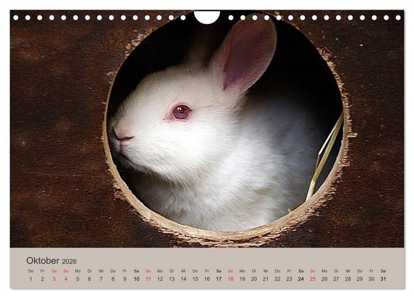 Produktbild: Rex - Kaninchen (Wandkalender 2026 DIN A4 quer), CALVENDO Monatskalender