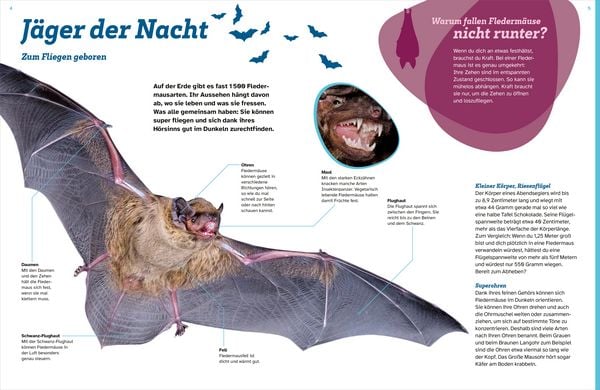Produktbild: WAS IST WAS Flederm&auml;use. Flink durch die Nacht
