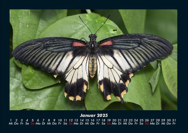 Produktbild: Bunte Pracht der Schmetterlinge 2025 Fotokalender DIN A4