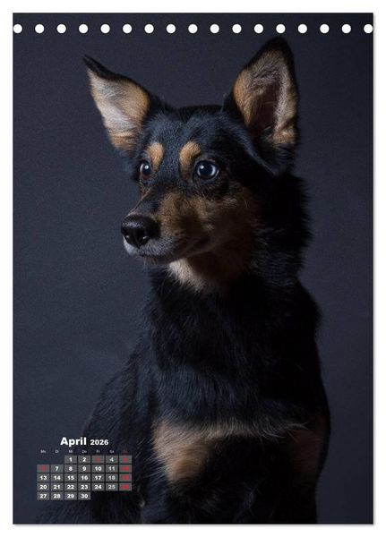 Produktbild: Treue Wegbegleiter, Hunde im Portrait. (Tischkalender 2026 DIN A5 hoch), CALVENDO Monatskalender
