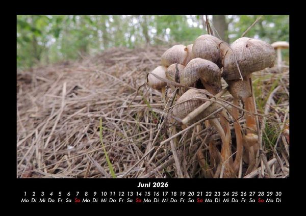 Produktbild: Pilzkalender 2026 Fotokalender DIN A3