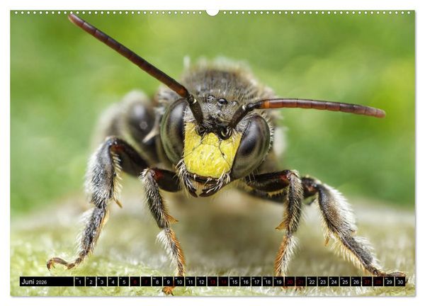Produktbild: Faszination Makrofotografie: Wespen und Bienen (Wandkalender 2026 DIN A2 quer), CALVENDO Monatskalender