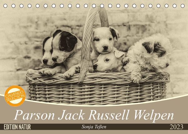 Parson Jack Russel Welpen (Tischkalender 2023 DIN A5 quer)