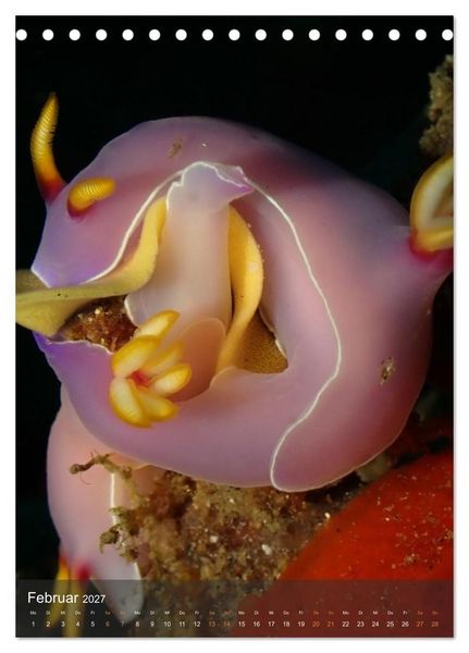 Produktbild: Nudibranches Meeresnacktschnecken aus Nord-Sulawesi (Tischkalender 2027 DIN A5 hoch), CALVENDO Monatskalender