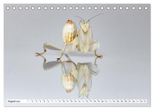 Produktbild: Queens of the Insect World (Desk Calendar 2026 DIN A5 landscape), CALVENDO 12 Month DeskCalendar