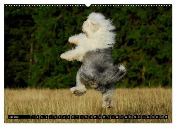 Produktbild: Traumhund Bobtail (hochwertiger Premium Wandkalender 2026 DIN A2 quer), Kunstdruck in Hochglanz