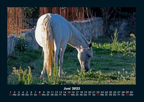 Produktbild: Pferde Kalender 2025 Fotokalender DIN A4