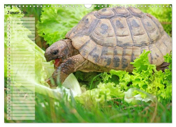 Produktbild: Schildkr&ouml;ten - Gepanzerte Wesen aus Urzeiten (Wandkalender 2026 DIN A3 quer), CALVENDO Monatskalender