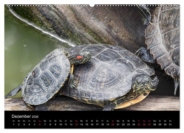 Produktbild: Wasserschildkr&ouml;ten (Wandkalender 2026 DIN A2 quer), CALVENDO Monatskalender