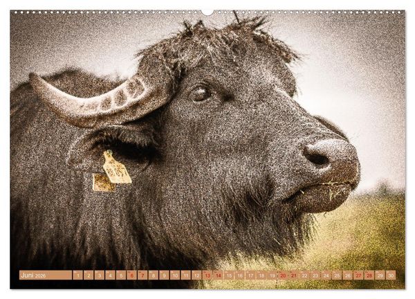 Produktbild: Mutterk&uuml;he (Wandkalender 2026 DIN A2 quer), CALVENDO Monatskalender