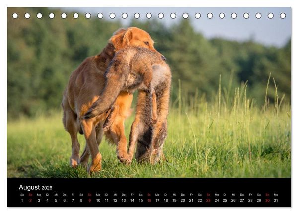 Produktbild: Jagdhunde bei der Arbeit (Tischkalender 2026 DIN A5 quer), CALVENDO Monatskalender