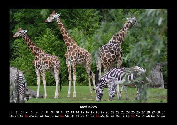 Produktbild: Giraffen 2025 Fotokalender DIN A3