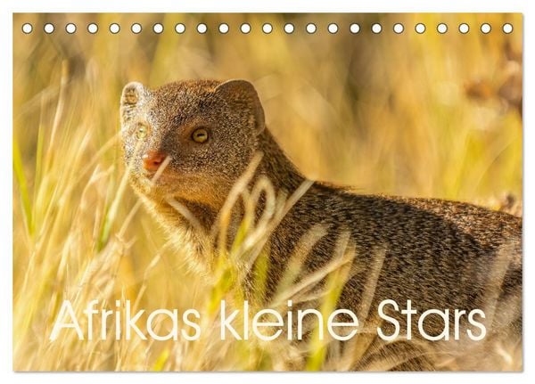 Produktbild: Afrikas kleine Stars (Tischkalender 2026 DIN A5 quer), CALVENDO Monatskalender