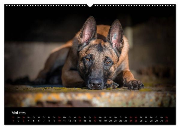 Produktbild: Belgischer Sch&auml;ferhund - Der Malinois (hochwertiger Premium Wandkalender 2026 DIN A2 quer), Kunstdruck in Hochglanz