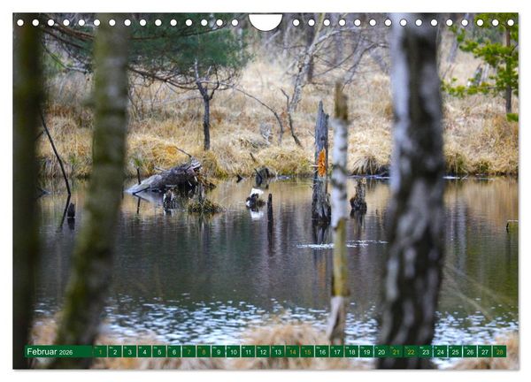 Produktbild: Der Loben. Im Reich der Moorgeister und Kreuzottern- S&uuml;dbrandenburgs letztes gro&szlig;es Moor (Wandkalender 2026 DIN A4 quer), CALVENDO Monatskalender