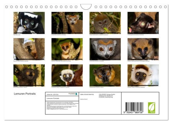 Produktbild: Lemuren Portraits (Wandkalender 2026 DIN A4 quer), CALVENDO Monatskalender