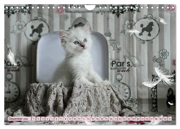 Produktbild: RAGDOLLS Impressionen aus der Kinderstube (Wandkalender 2026 DIN A4 quer), CALVENDO Monatskalender