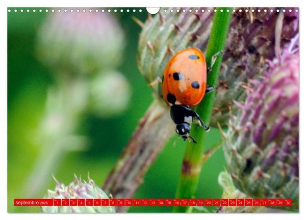 Produktbild: Les gardiens des &eacute;cosyst&egrave;mes (Calendrier mural 2026 DIN A3 vertical), CALVENDO calendrier mensuel