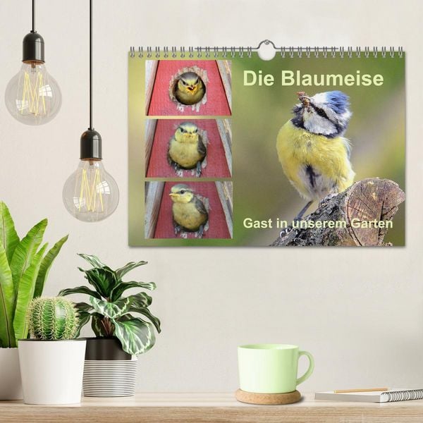 Produktbild: Die Blaumeise, Gast in unserem Garten (Wandkalender 2026 DIN A4 quer), CALVENDO Monatskalender