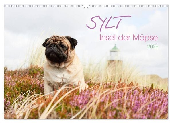 Produktbild: Sylt - Insel der M&ouml;pse (Wandkalender 2026 DIN A3 quer), CALVENDO Monatskalender