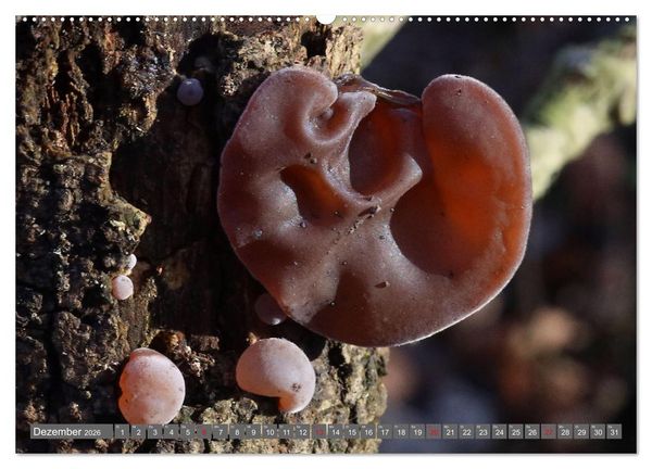 Produktbild: PILZE IM WALD (hochwertiger Premium Wandkalender 2026 DIN A2 quer), Kunstdruck in Hochglanz