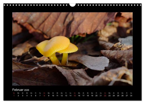 Produktbild: Pilze (Wandkalender 2026 DIN A3 quer), CALVENDO Monatskalender