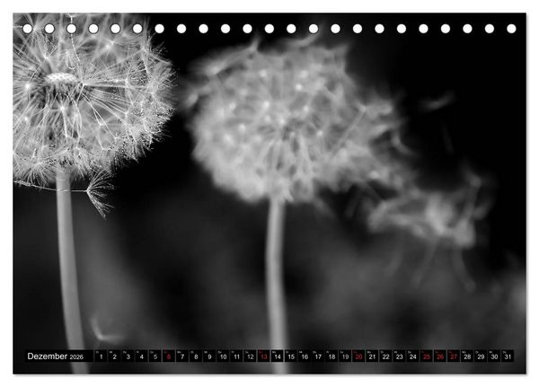 Produktbild: Pusteblume - Impressionen in schwarzwei&szlig; (Tischkalender 2026 DIN A5 quer), CALVENDO Monatskalender