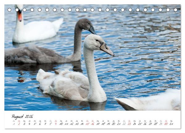 Produktbild: Vom K&uuml;ken zum Schwan (Tischkalender 2026 DIN A5 quer), CALVENDO Monatskalender