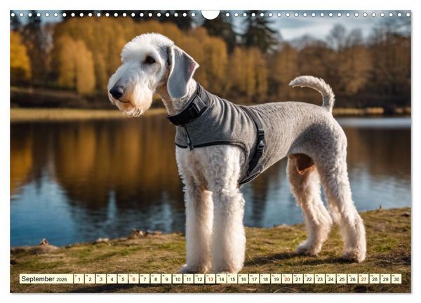 Produktbild: Bedlington Terrier - Hunde im Schafspelz (Wandkalender 2026 DIN A3 quer), CALVENDO Monatskalender