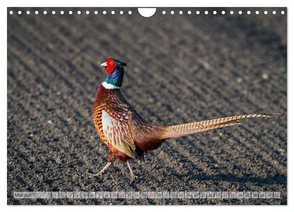 Produktbild: Emotionale Momente: Der Jagdfasan. (Wandkalender 2026 DIN A4 quer), CALVENDO Monatskalender