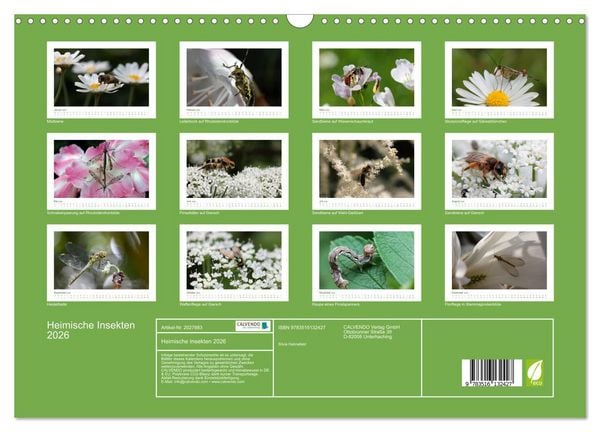 Produktbild: Heimische Insekten 2026 (Wandkalender 2026 DIN A3 quer), CALVENDO Monatskalender