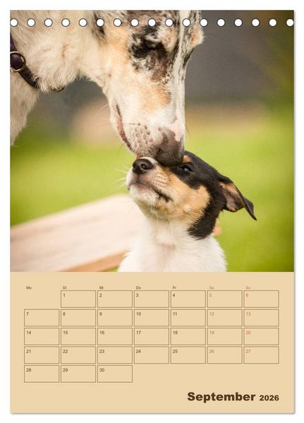Produktbild: Kurzhaarcollies (Tischkalender 2026 DIN A5 hoch), CALVENDO Monatskalender