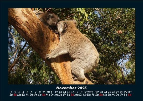 Produktbild: Koala 2025 Fotokalender DIN A5