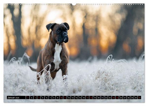 Produktbild: K&auml;the - ein Boxer mit Charme (hochwertiger Premium Wandkalender 2026 DIN A2 quer), Kunstdruck in Hochglanz