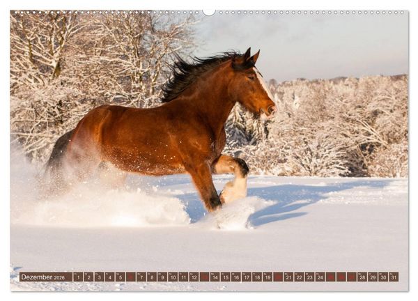 Produktbild: Kaltbl&uuml;ter - Schwere Pferde mit Charme (hochwertiger Premium Wandkalender 2026 DIN A2 quer), Kunstdruck in Hochglanz