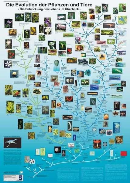 Produktbild: Die Evolution der Pflanzen und Tiere