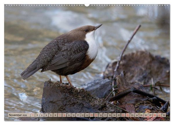 Produktbild: Steckbriefe einheimischer V&ouml;gel (hochwertiger Premium Wandkalender 2026 DIN A2 quer), Kunstdruck in Hochglanz