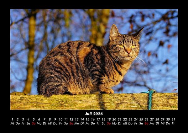 Produktbild: F&uuml;r Katzenfreunde 2026 Fotokalender DIN A3