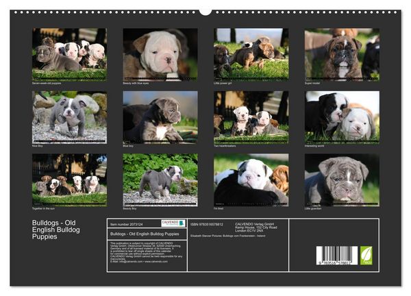 Produktbild: Bulldogs - Old English Bulldog Puppies (High Quality Premium Wall Calendar 2026 DIN A2 landscape),CALVENDO 12 Month Wall Calendar