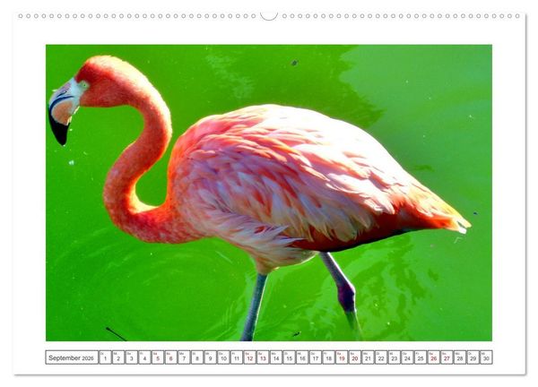 Produktbild: Pretty Flamingos in Cuba (hochwertiger Premium Wandkalender 2026 DIN A2 quer), Kunstdruck in Hochglanz