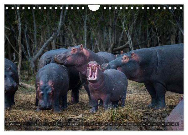 Produktbild: S&uuml;dafrika - Die Tierwelt (Wandkalender 2026 DIN A4 quer), CALVENDO Monatskalender