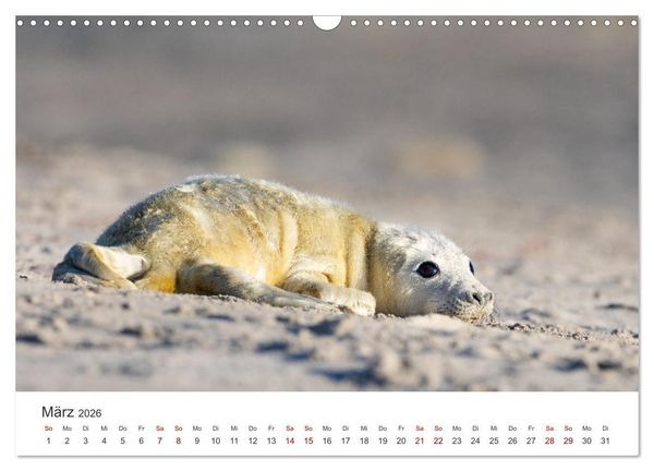 Produktbild: Junge Kegelrobben (Wandkalender 2026 DIN A3 quer), CALVENDO Monatskalender