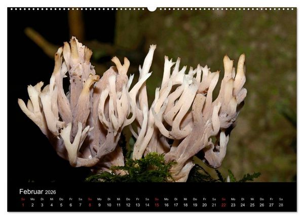Produktbild: Pilze, Pilze (hochwertiger Premium Wandkalender 2026 DIN A2 quer), Kunstdruck in Hochglanz