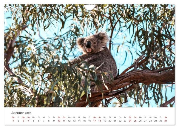 Produktbild: Knuffige Koalab&auml;ren (Wandkalender 2026 DIN A4 quer), CALVENDO Monatskalender