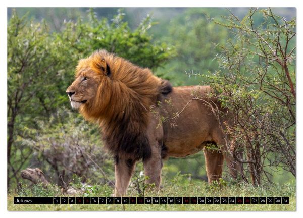 Produktbild: L&ouml;wen in Botswana und S&uuml;dafrika (Wandkalender 2026 DIN A3 quer), CALVENDO Monatskalender