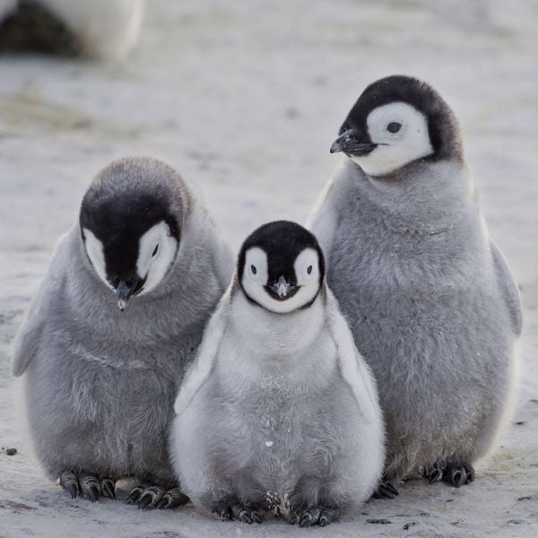 Produktbild: Tierbabys / Baby Animals 2027