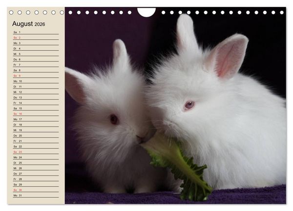 Produktbild: Kaninchen und Hasen (Wandkalender 2026 DIN A4 quer), CALVENDO Monatskalender