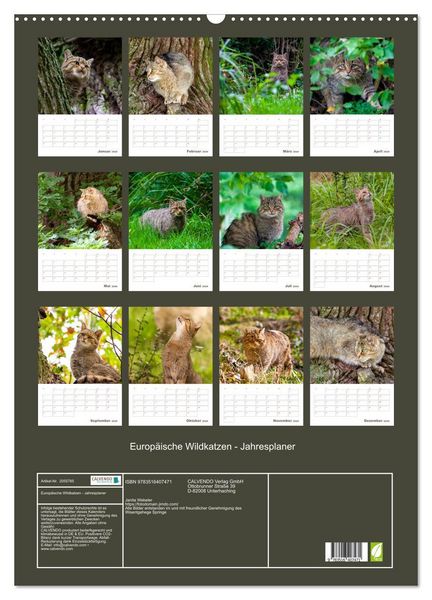 Produktbild: Europ&auml;ische Wildkatzen - Jahresplaner (Wandkalender 2026 DIN A2 hoch), CALVENDO Monatskalender