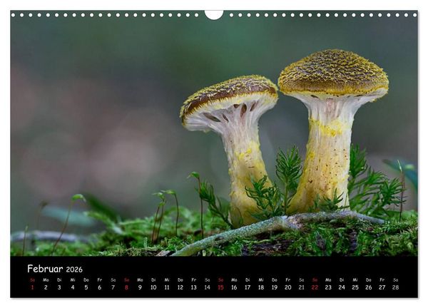 Produktbild: Pilzgalerie (Wandkalender 2026 DIN A3 quer), CALVENDO Monatskalender