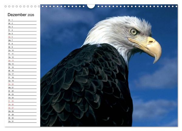 Produktbild: Wei&szlig;kopfseeadler. Symbol der Freiheit (Wandkalender 2026 DIN A3 quer), CALVENDO Monatskalender